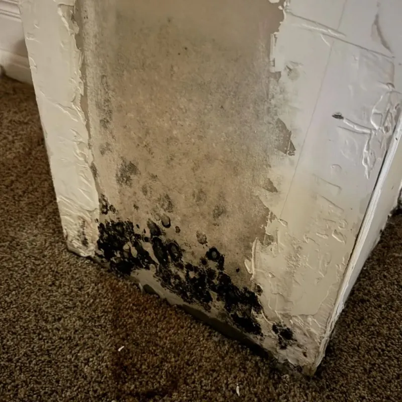 Professional Mold Removal in Walkerton, IN